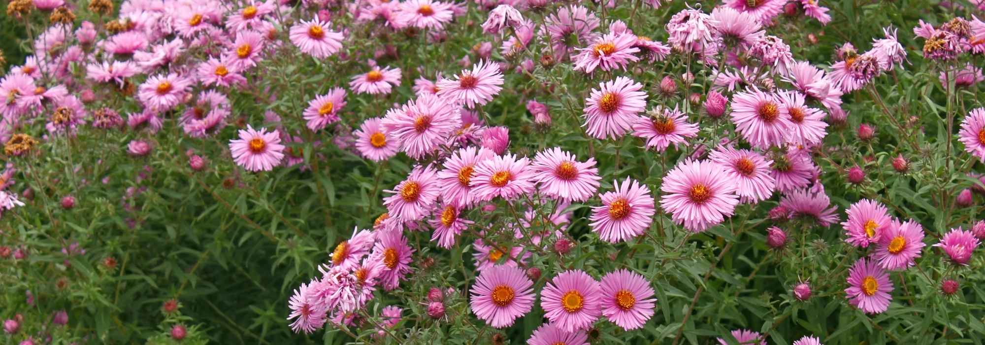 Pflanzen für Herbstblüte: die richtige Wahl