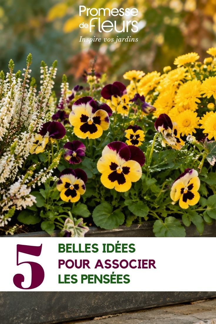 Stiefmütterchenblüten im Balkonkasten