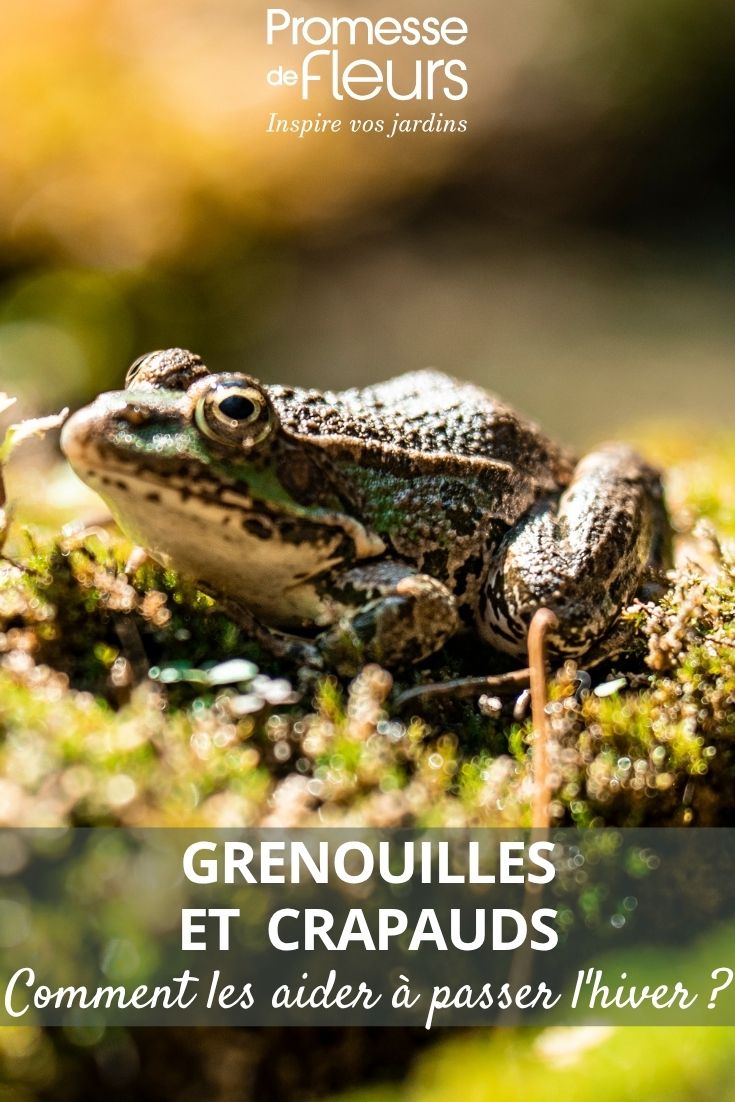 Eine Kröte im Garten