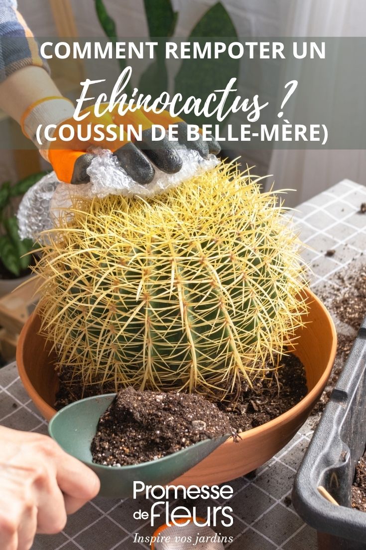 Echinocactus umtopfen