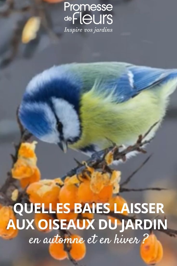 Vogelbeeren