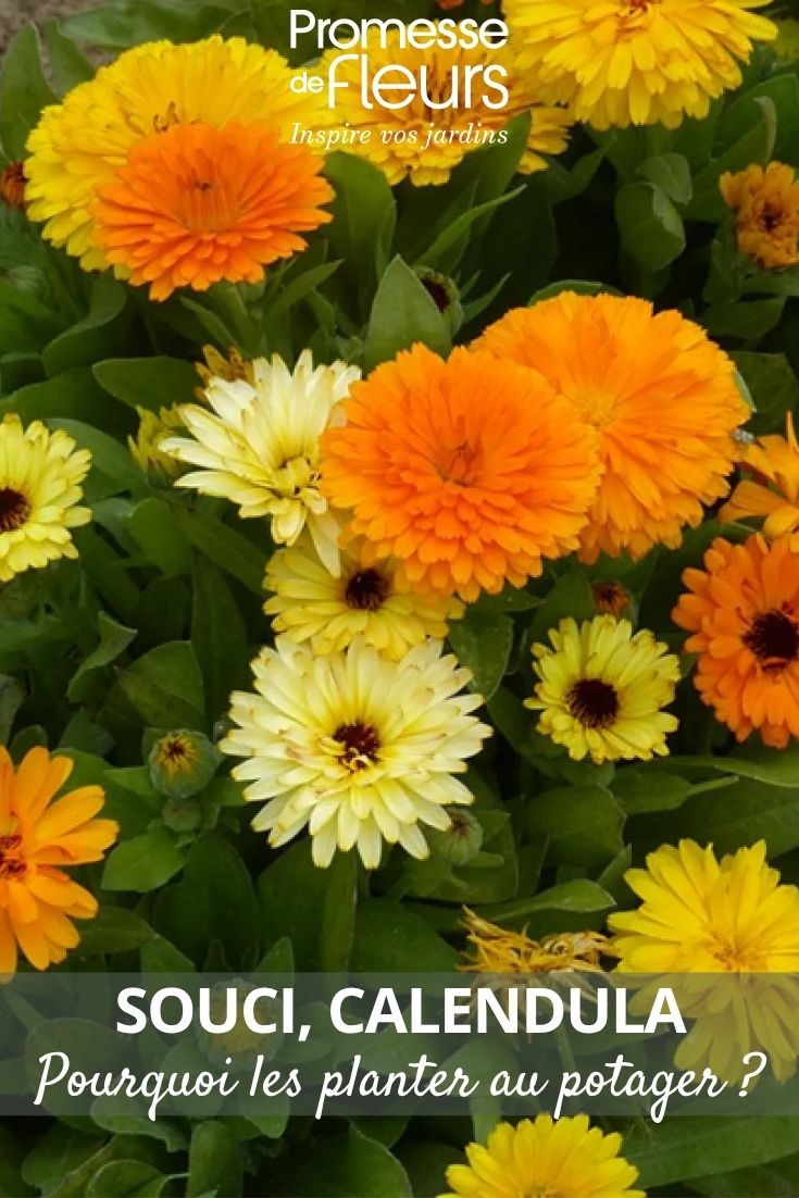 Ringelblumenblüten