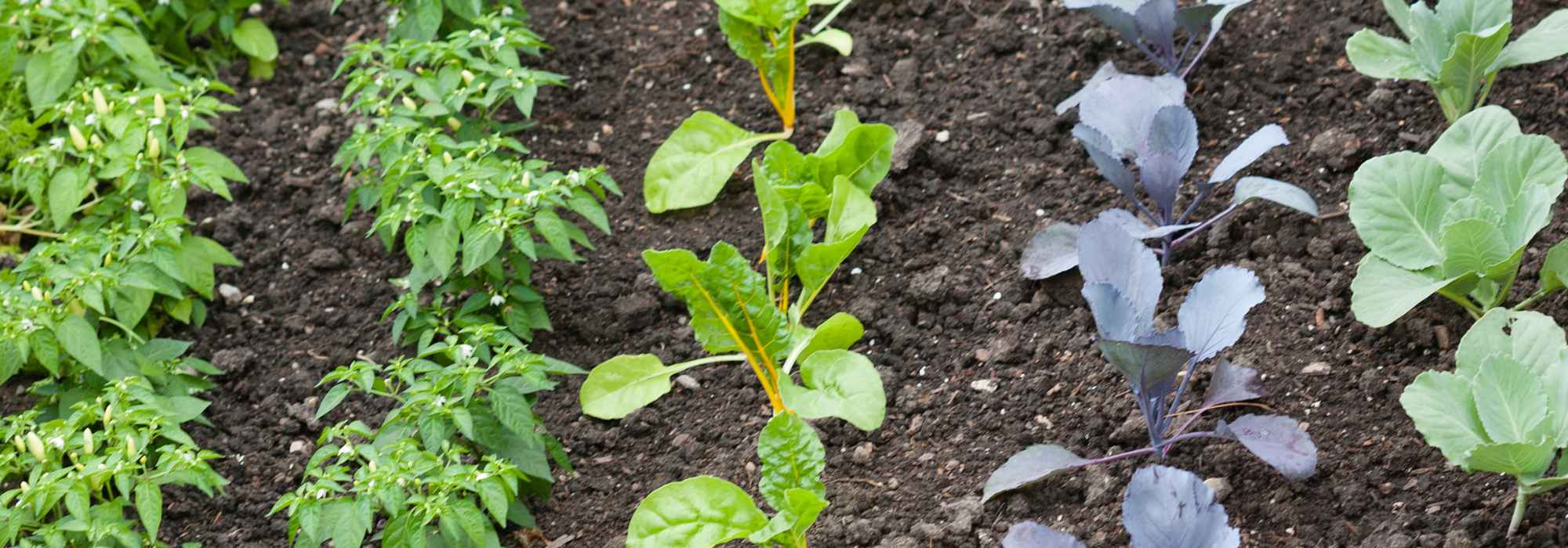 Cadmium im Gemüsegarten: Grund zur Sorge?