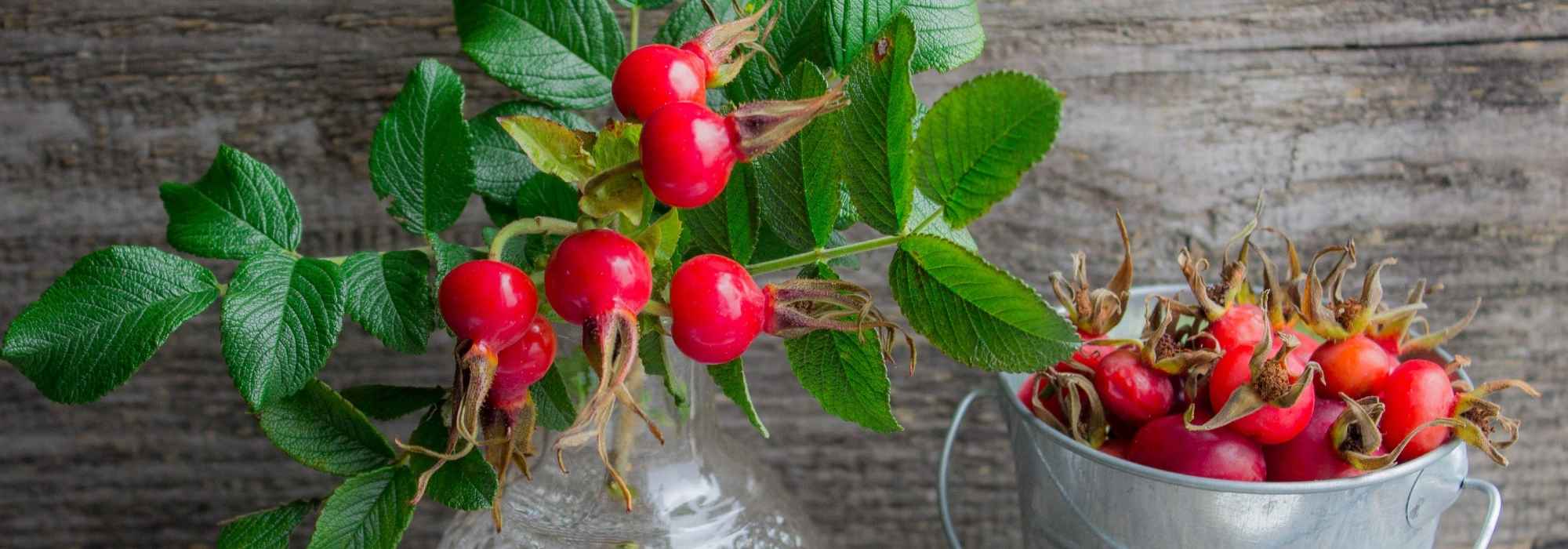 Hagebutten: vielseitig für Küche und Garten