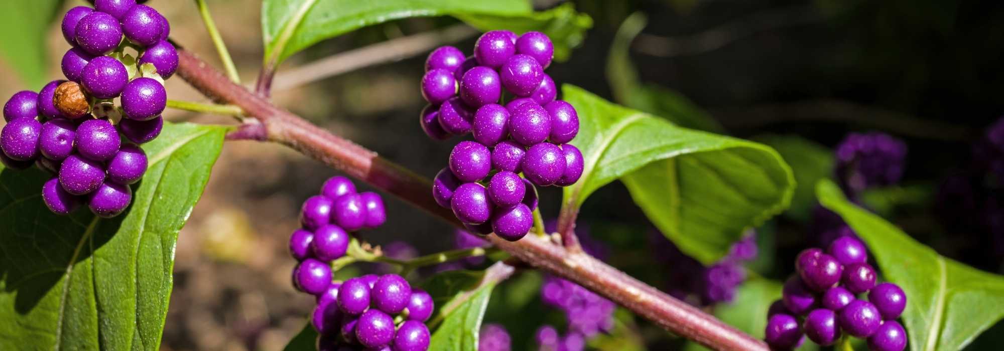 Welche Callicarpa für den Garten wählen?