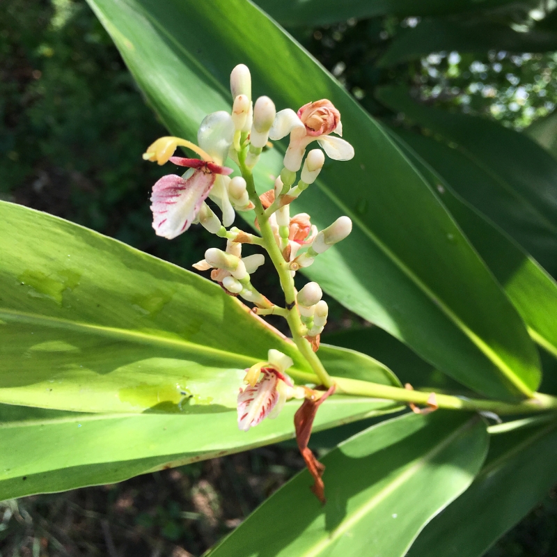 Alpinia