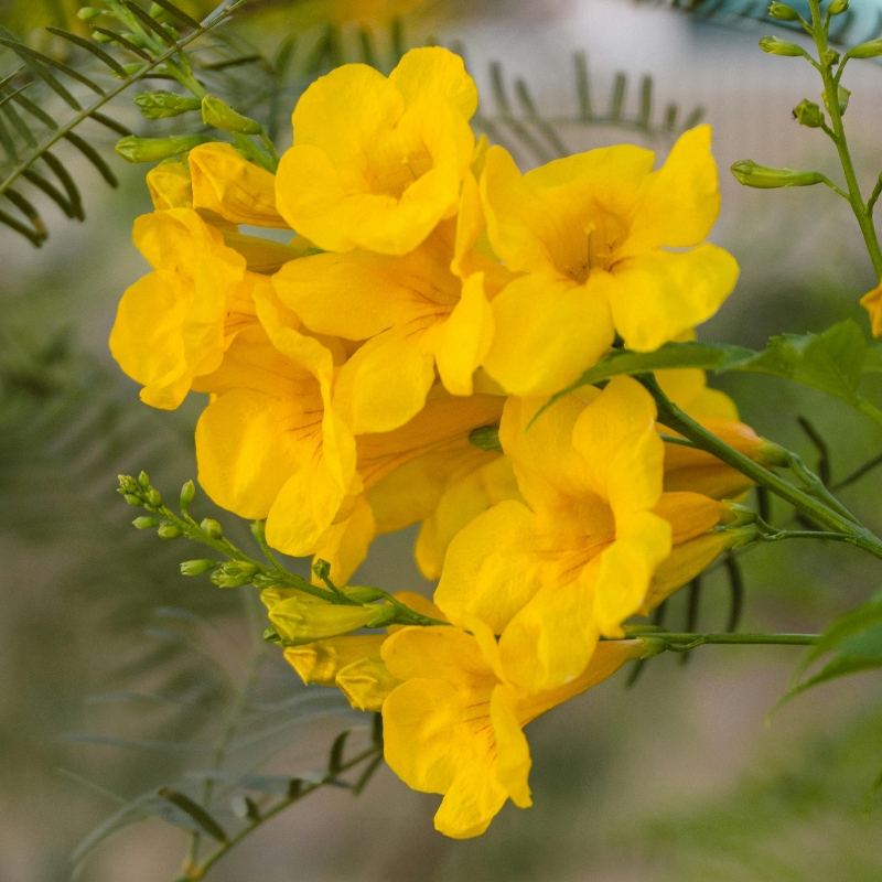 Exotischen Sträucher mit gelben und orangen Blumen