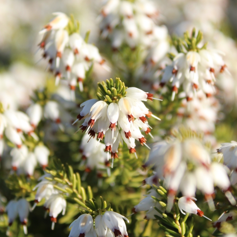 Heiden mit weißen Blüten
