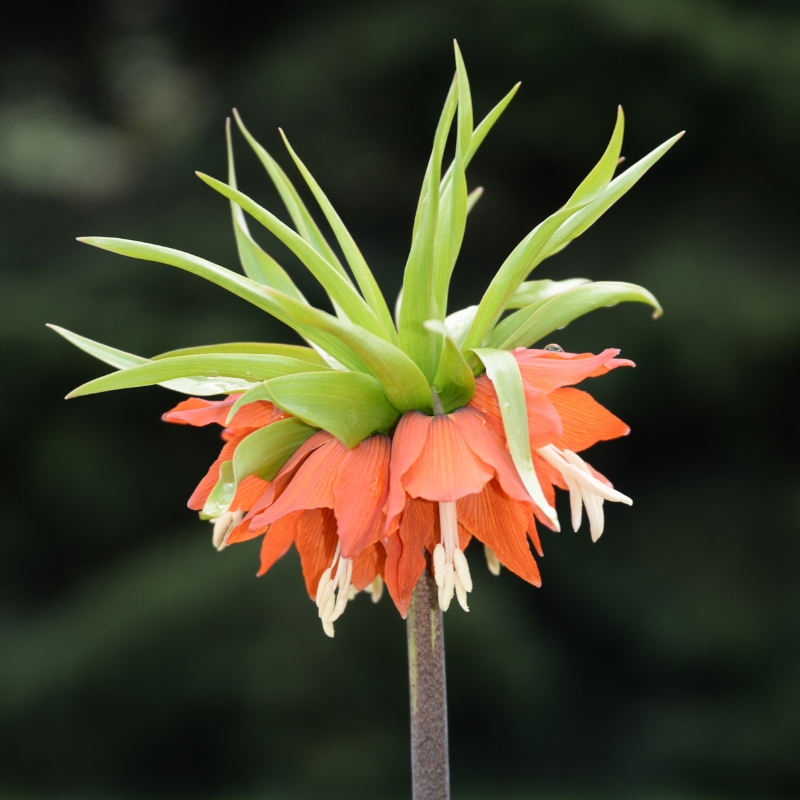 Orange Frühlingszwiebeln