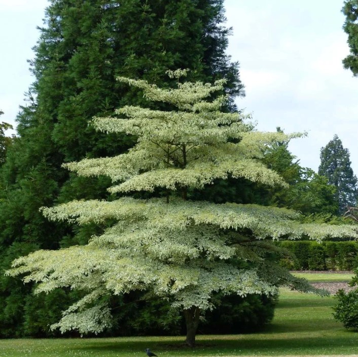 großer künstlicher weihnachtsbaum Künstlicher Weihnachtsbaum Glendon 60 cm kaufen main image 1