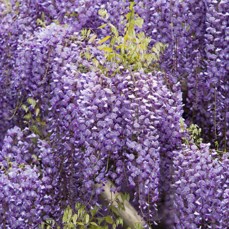Japanischer Blauregen - Japanische Wisteria