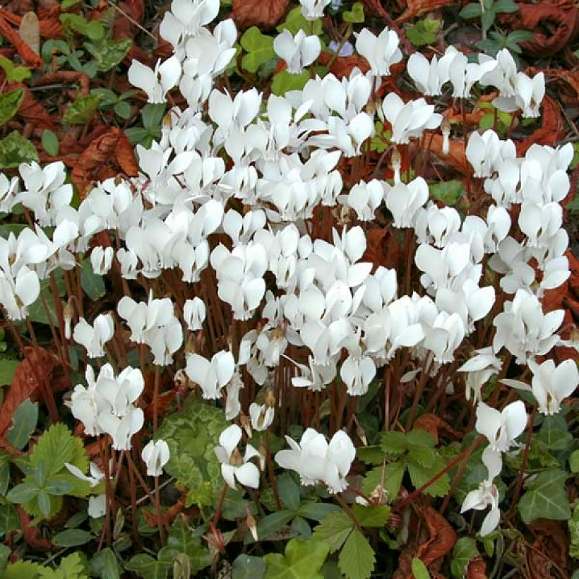 Alpenveilchensamen