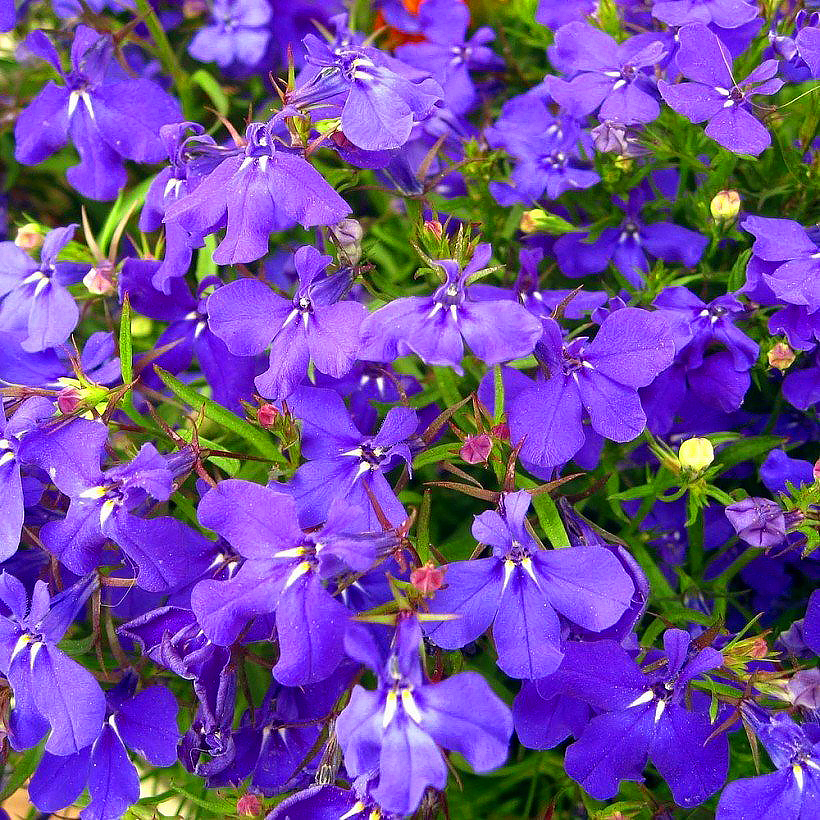 Lobeliensamen
