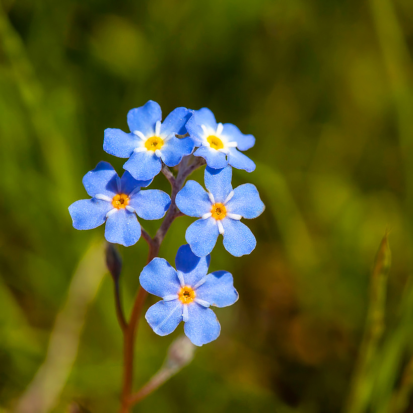 Vergissmeinnichtsamen - Myosotis