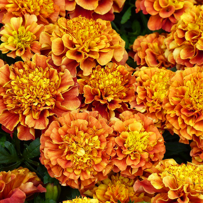 Studentenblumensamen