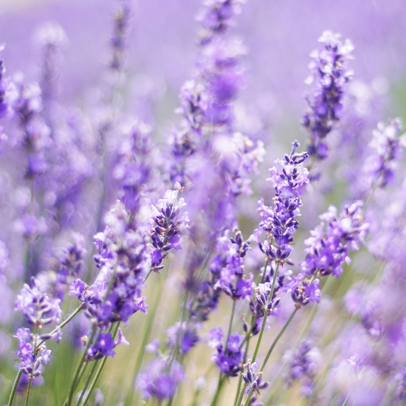 Lavandelsamen