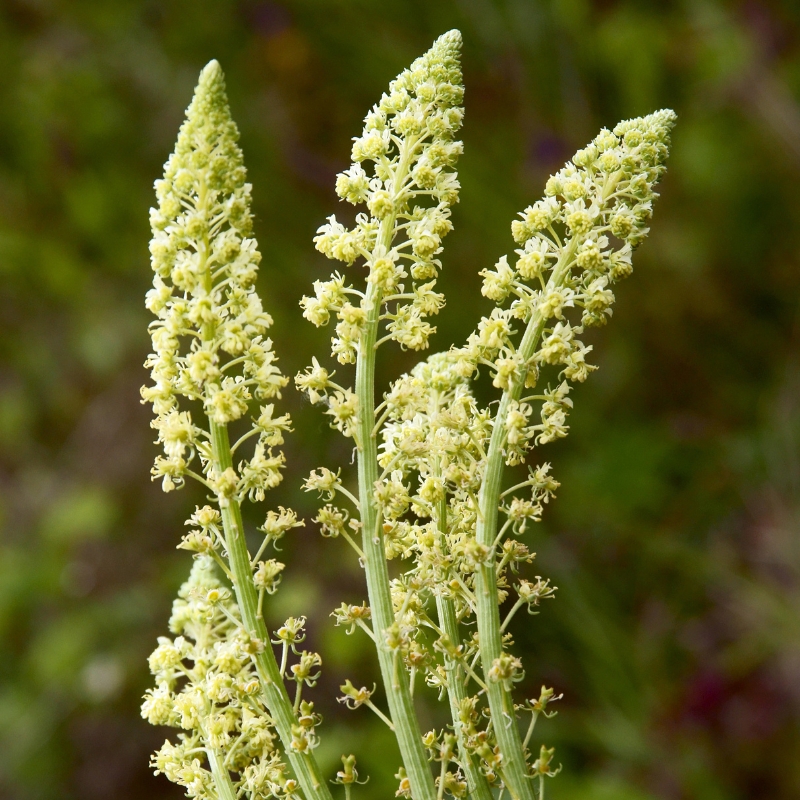 Reseda Samen - Resede
