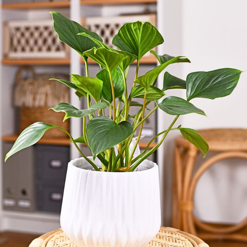Homalomena