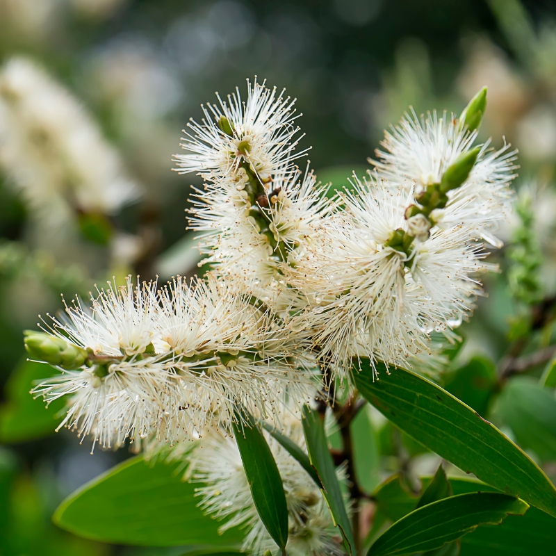 Melaleuca - Myrtenheiden