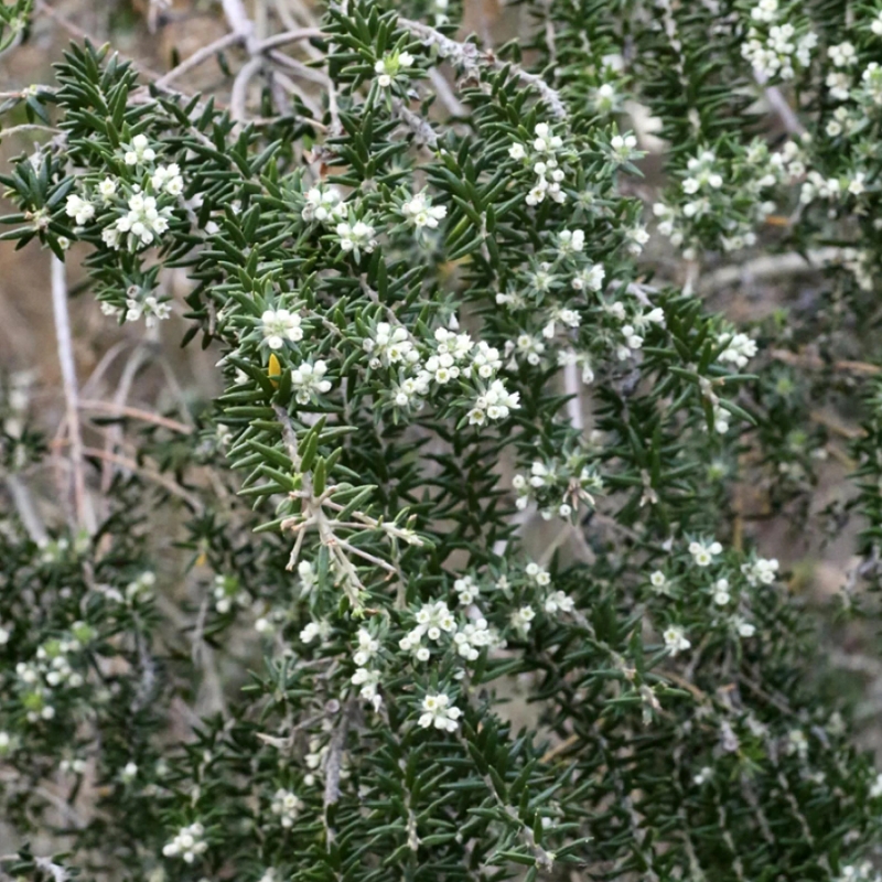 Phylica