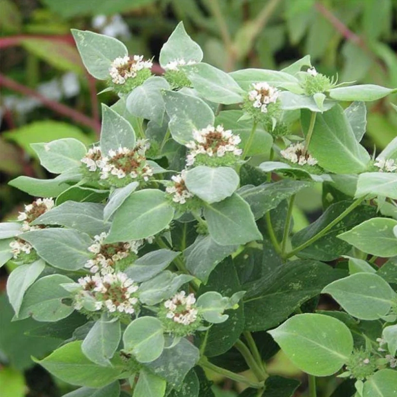 Pycnanthemum - Amerikanische Bergminze