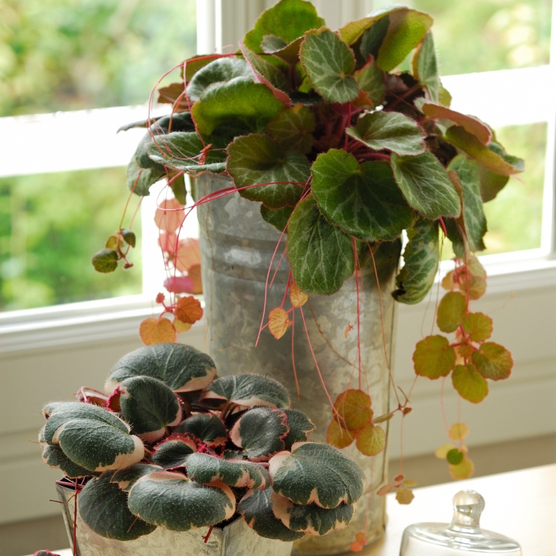 Zimmersaxifraga