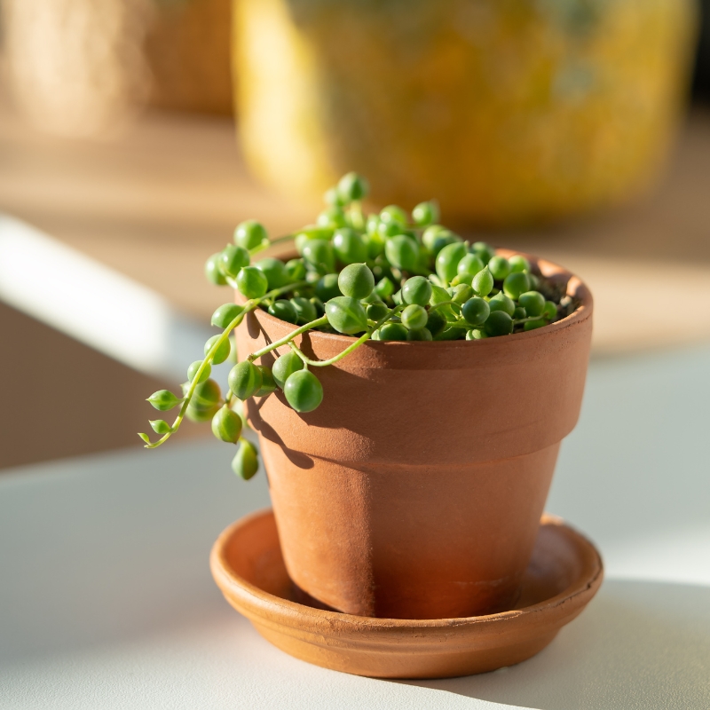 Zimmersenecio