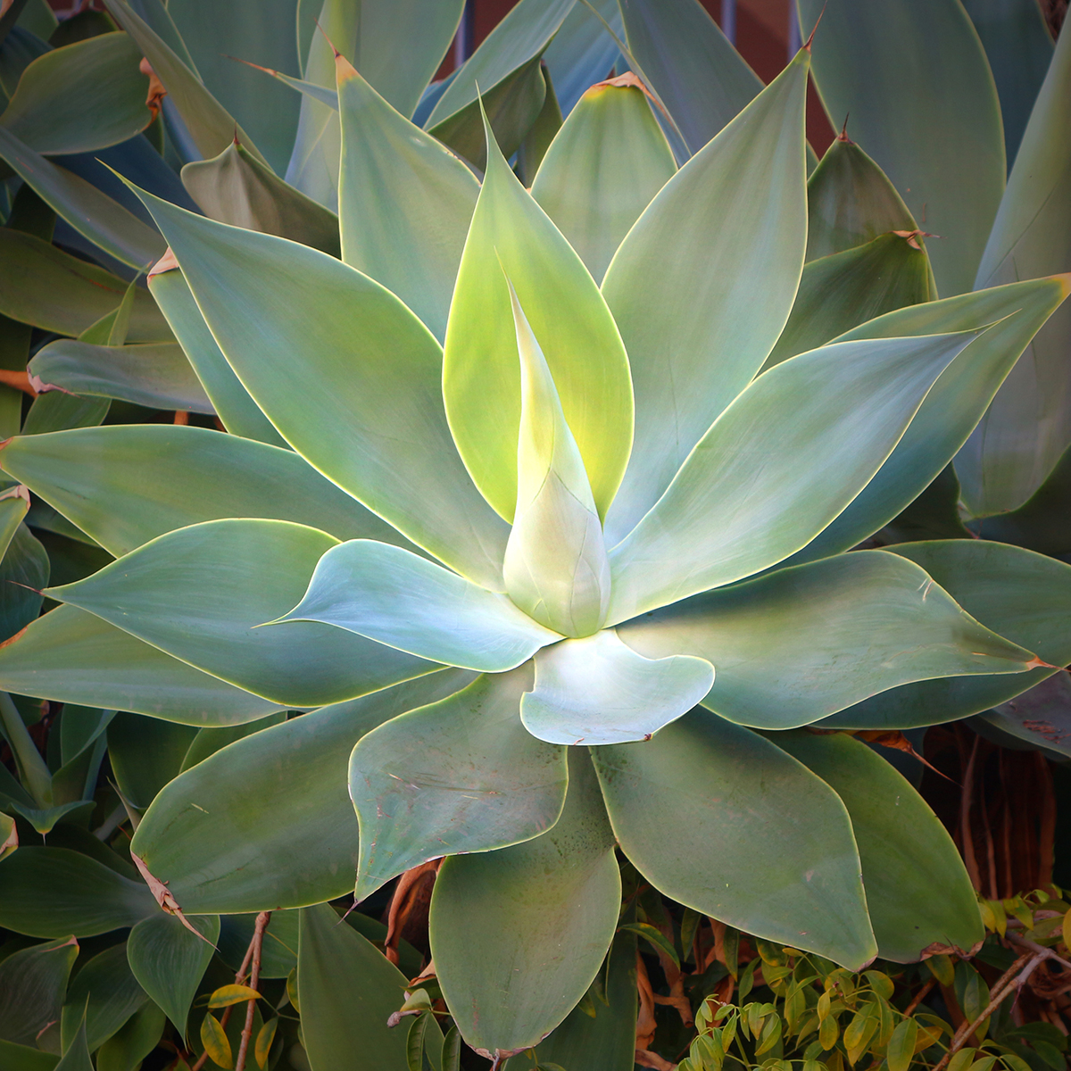 black zebrina alocasia Alocasia Zebrina black stem – Gipsygarden