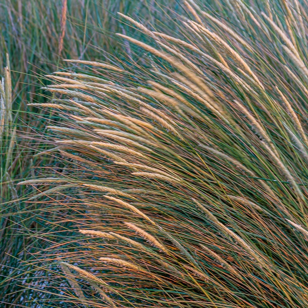 richtige erde für zimmerpflanzen Premium Zimmerpflanzen Erde 10l – Foliage Dreams main image 0
