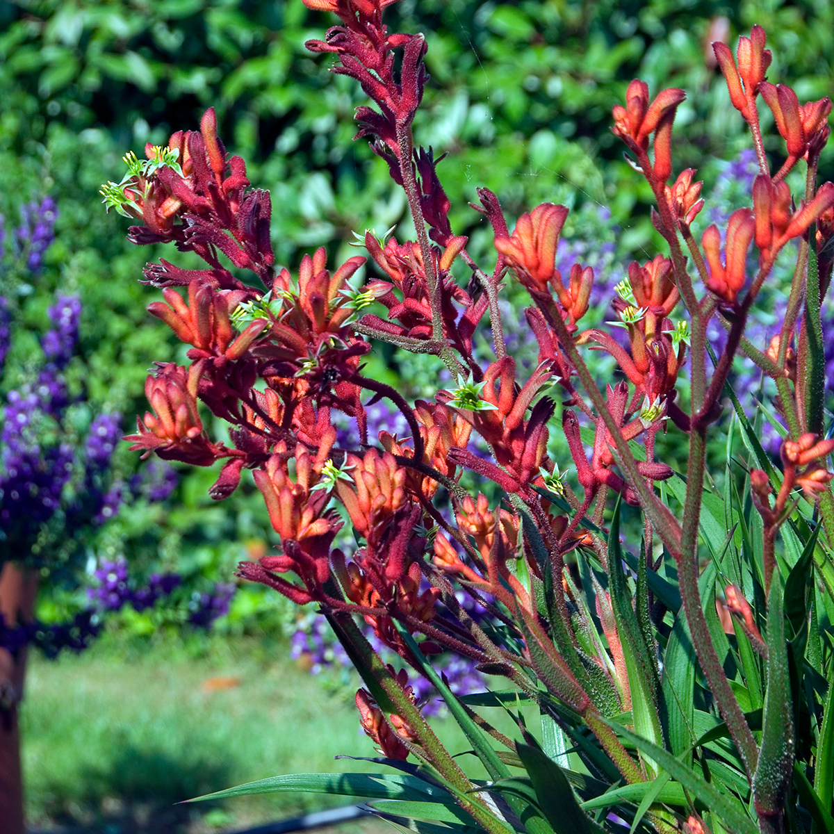 Anigozanthos flavidus Bush Inferno - Knguruhblume