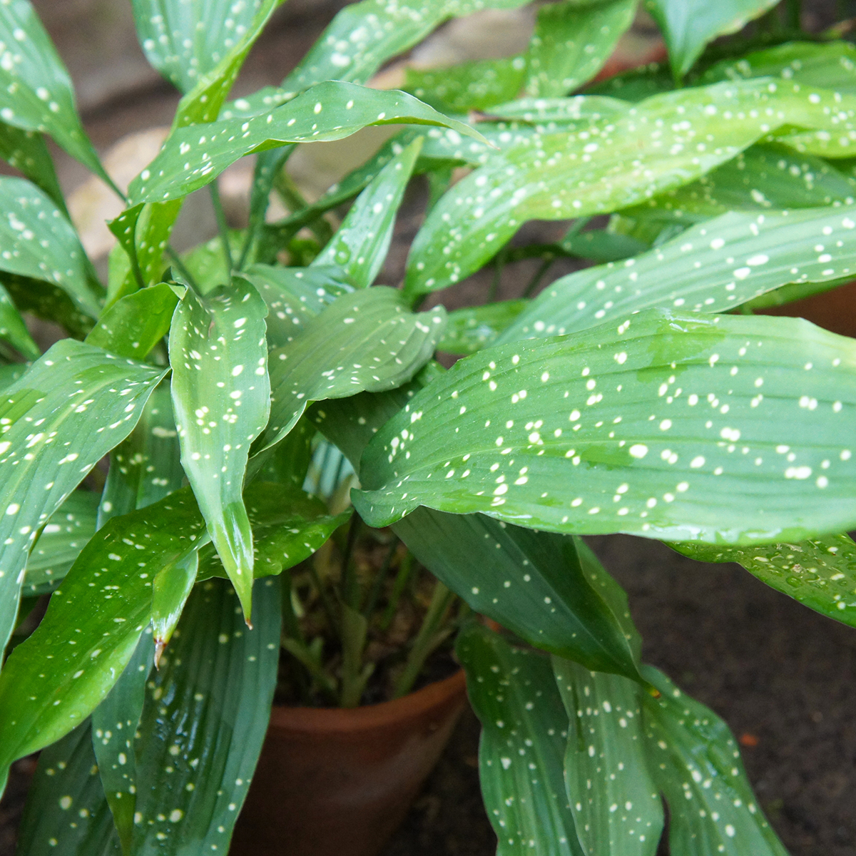 is monstera philodendron Monstera Plant, Split Leaf Philodendron For Sale & Care Tips Medium / Eco Pot / Earl Grey