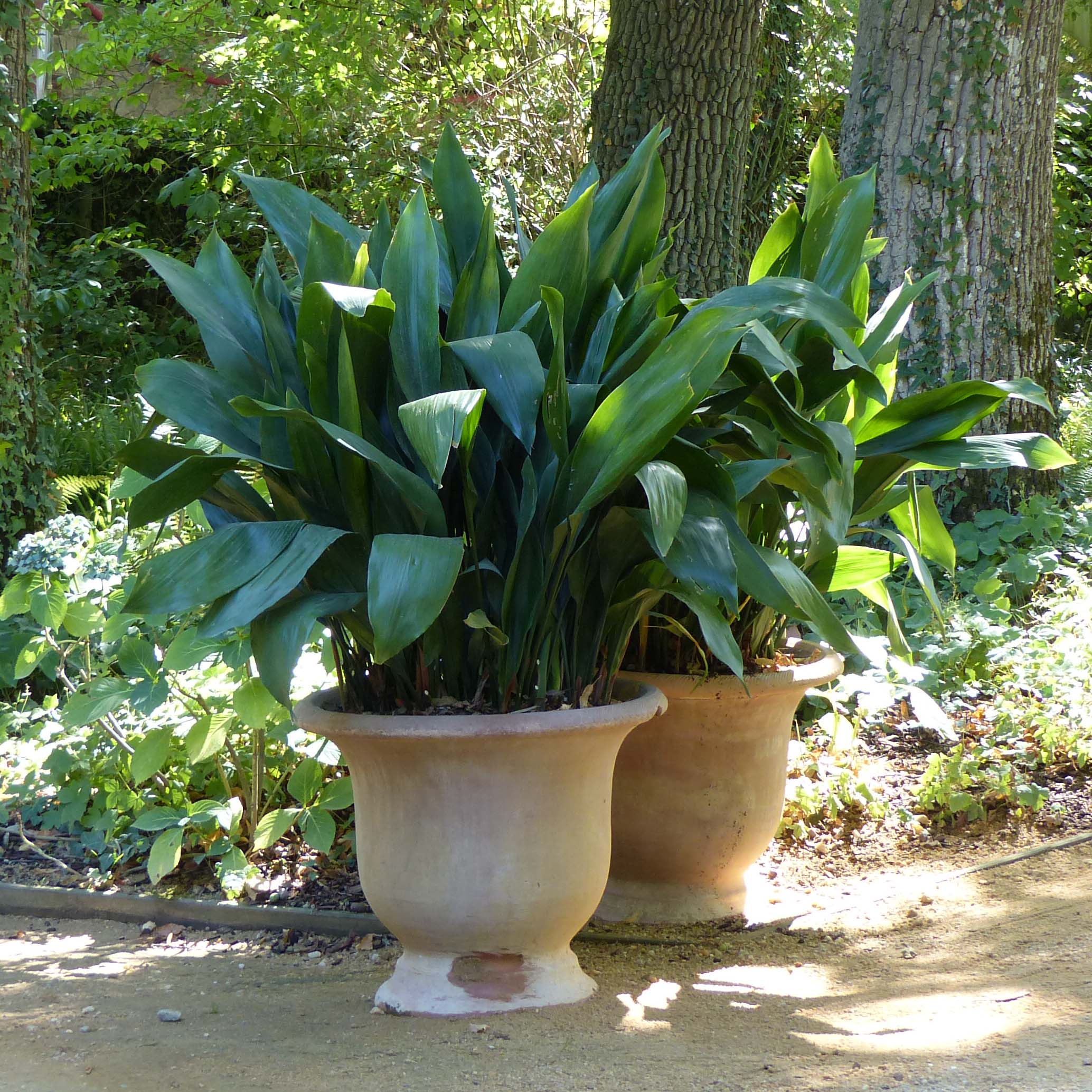 parry's agave AG019: Agave parryi v. couesii COLD HARDY CACTUS main image 1
