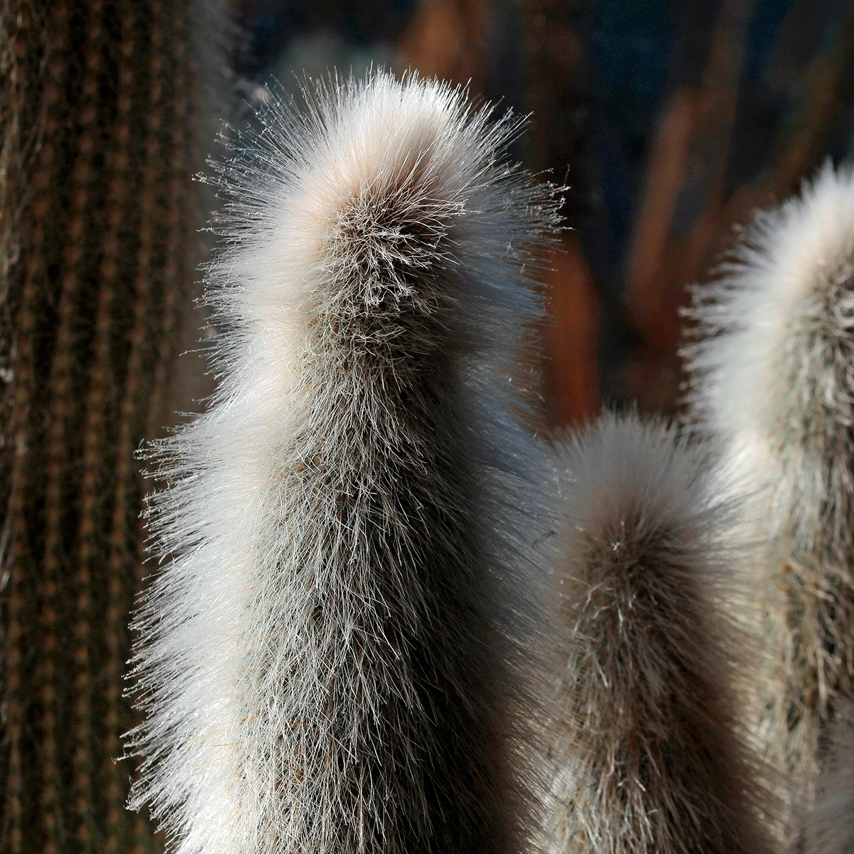 Kaktus - Austrocephalocereus dybowskii