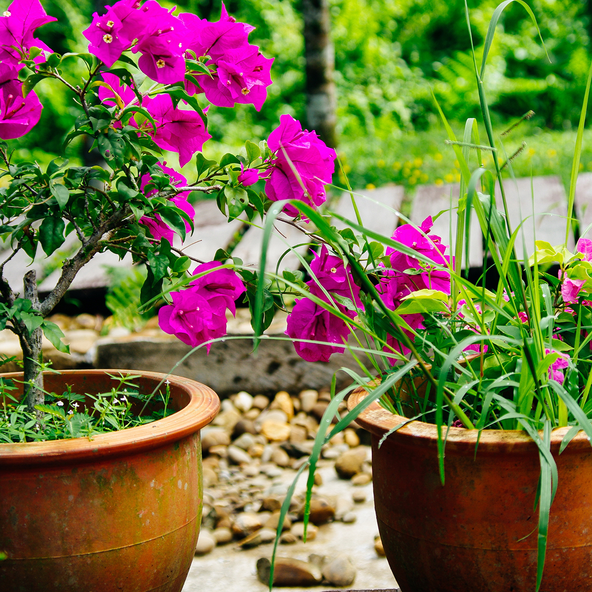 Bougainvillea Mini Tha - Drillingsblume