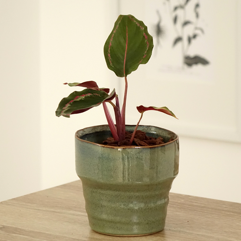 calathea dottie pflege Dottie Prayer Plant (Calathea) main image 1