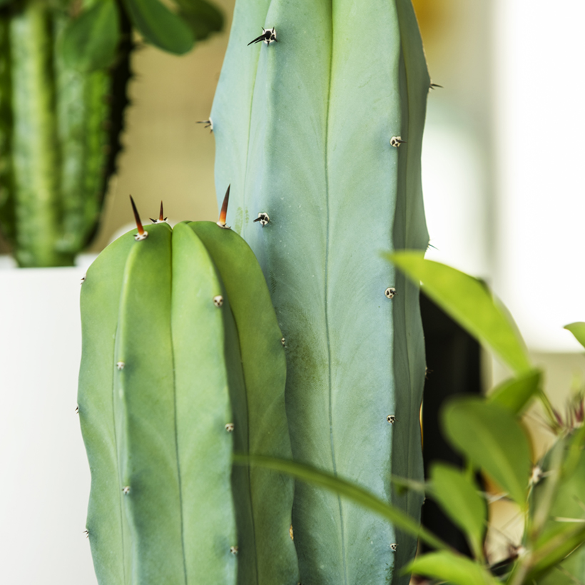 monstera burle marx flame Monstera Burle Marx Flame – Plant and People