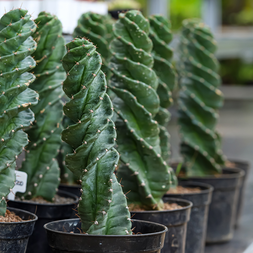 Cereus forbesii Spiralis - Sulenkaktus