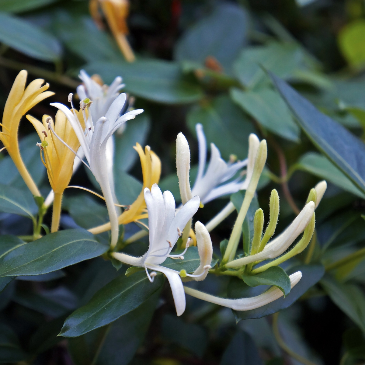 lonicera-arten Heimisches Waldgeißblatt (Lonicera periclymenum)