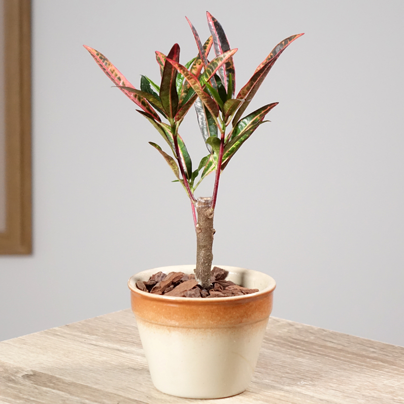 mandarinenbaum zimmerpflanze Mandarinenbaum "Manfred"  Zitruspflanzen in Grtnerqualitt kaufen