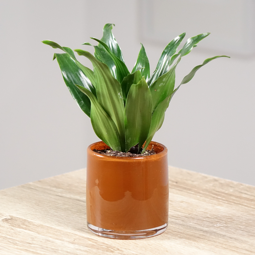 Dracaena Janet Craig - Drachenbaum