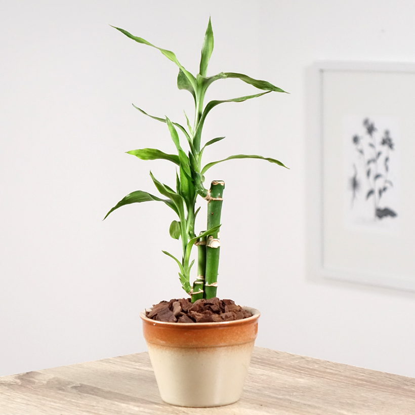 Dracaena sanderiana - Glcksbambus
