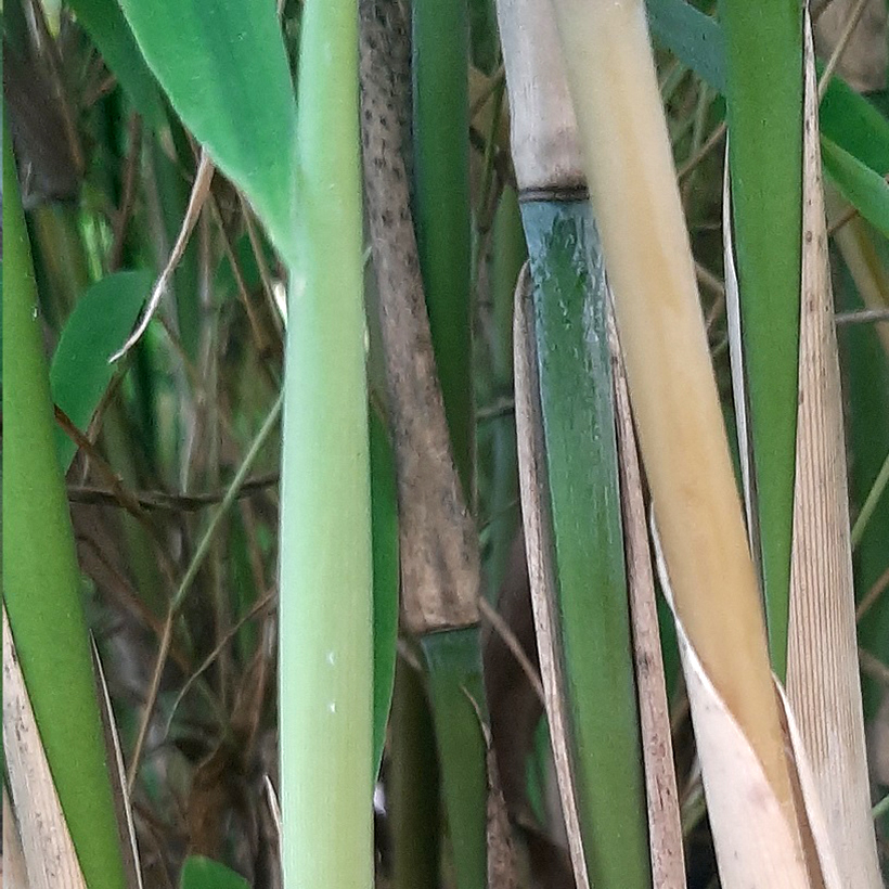 Fargesia murielae Ivory Ibis - Bambus