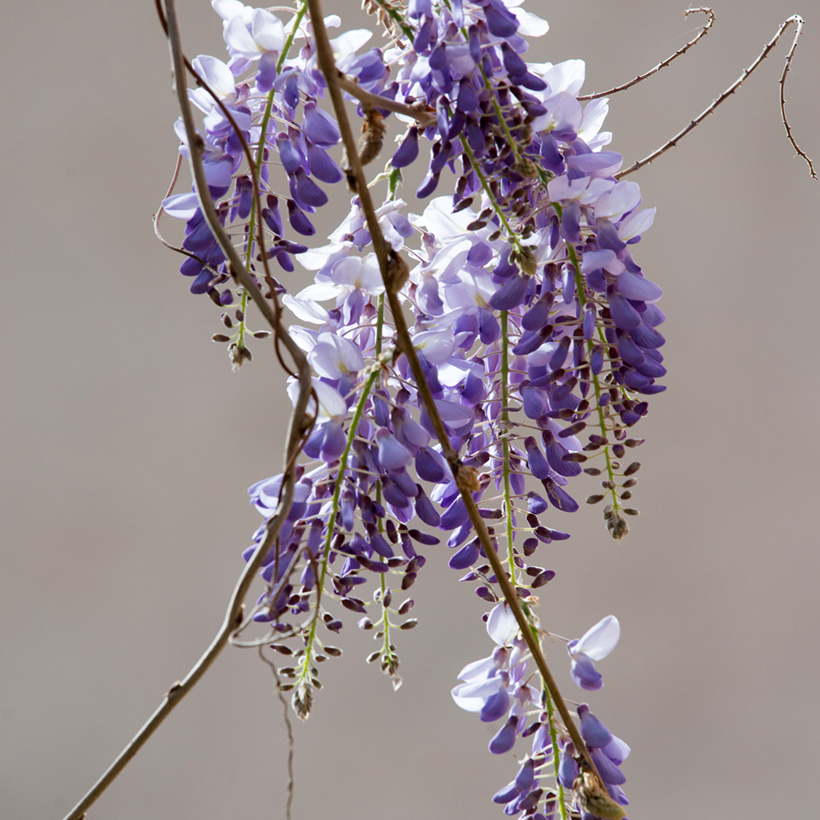 Wisteria sinensis (Samen) - Chinesische Glyzinie