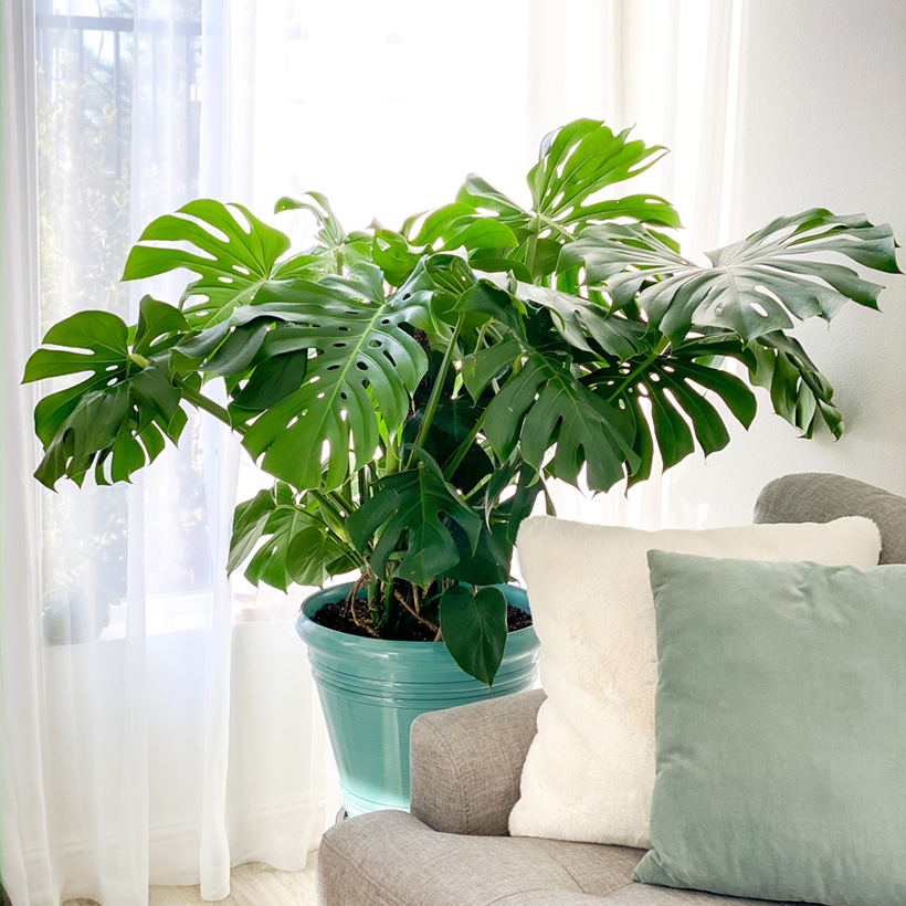 Monstera deliciosa (Samen) - Kstliches fensterblatt