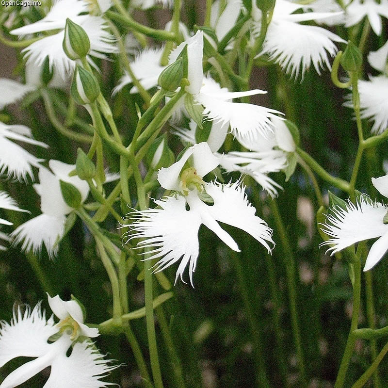 grünlilie künstlich Grünlilie (Chlorophytum comosum) kaufen main image 1