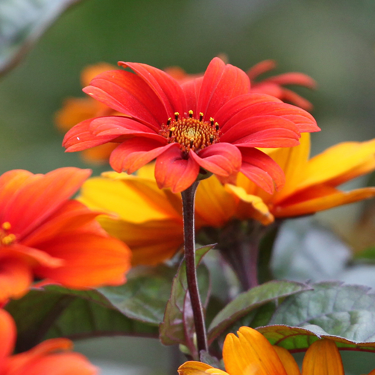 Heliopsis helianthodes var. scabra Fire Twister - Sonnenauge