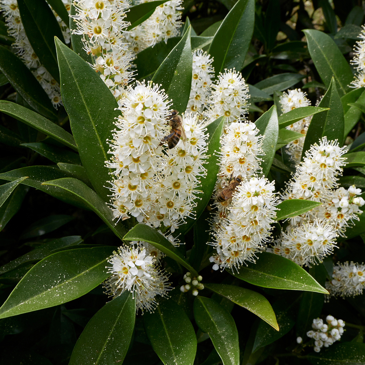 Kirschlorbeer Otto Luyken - Prunus laurocerasus