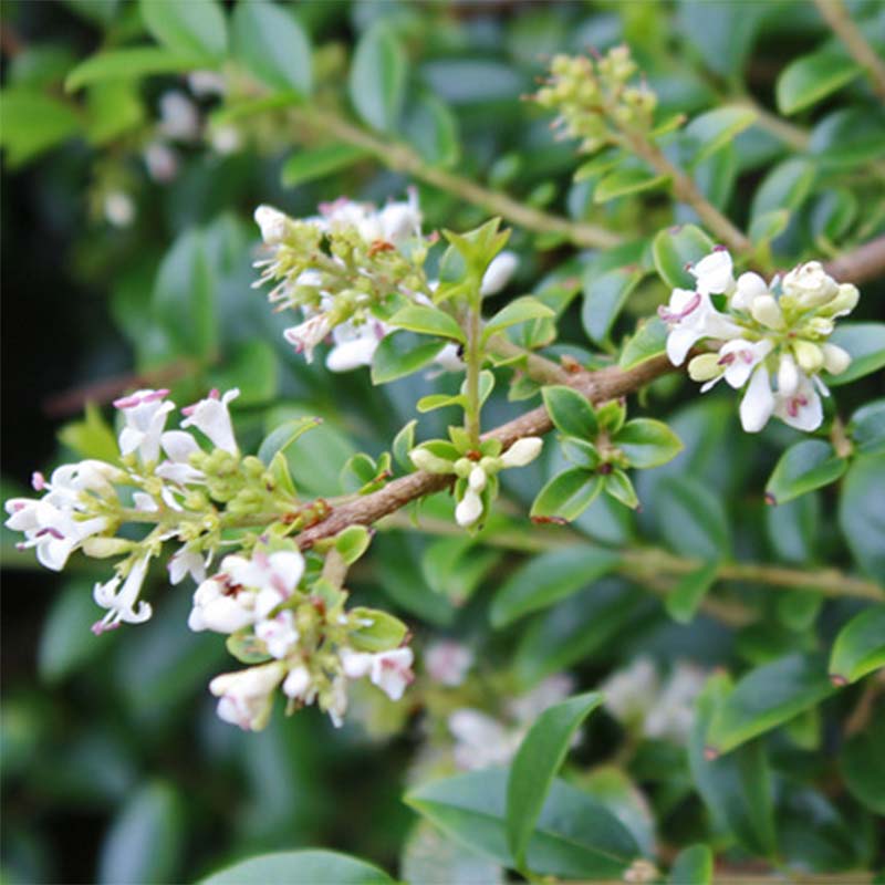 caper plant Capers 'Cappero'