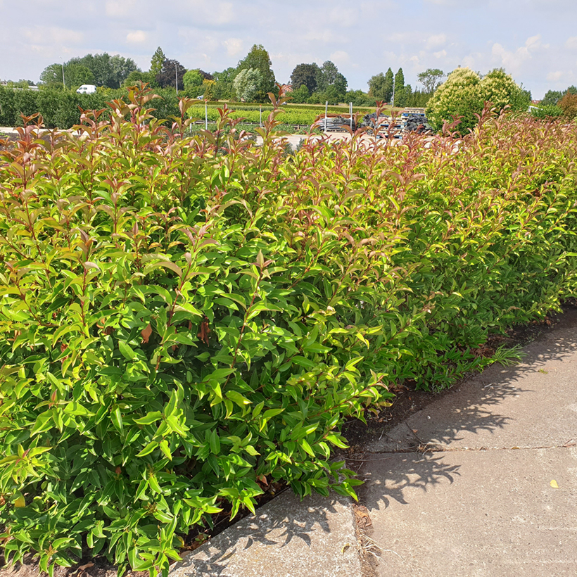 red photinia Photinia 'red robin' main image 0