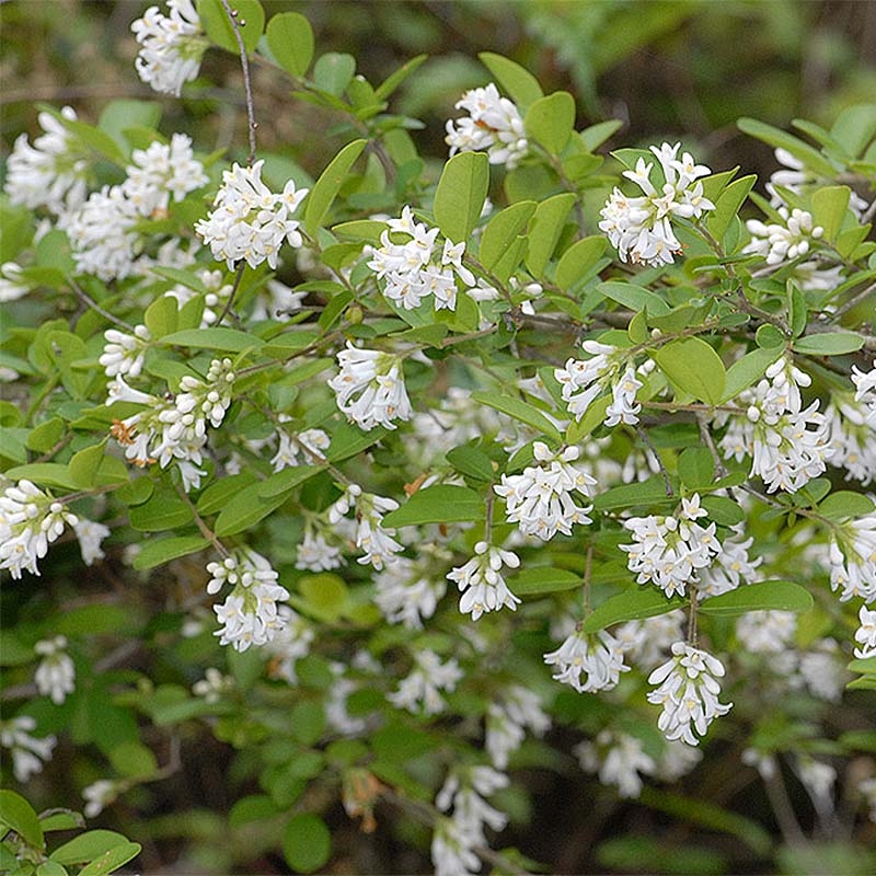 shatavari plant benefits Shatavari tablets main image 1